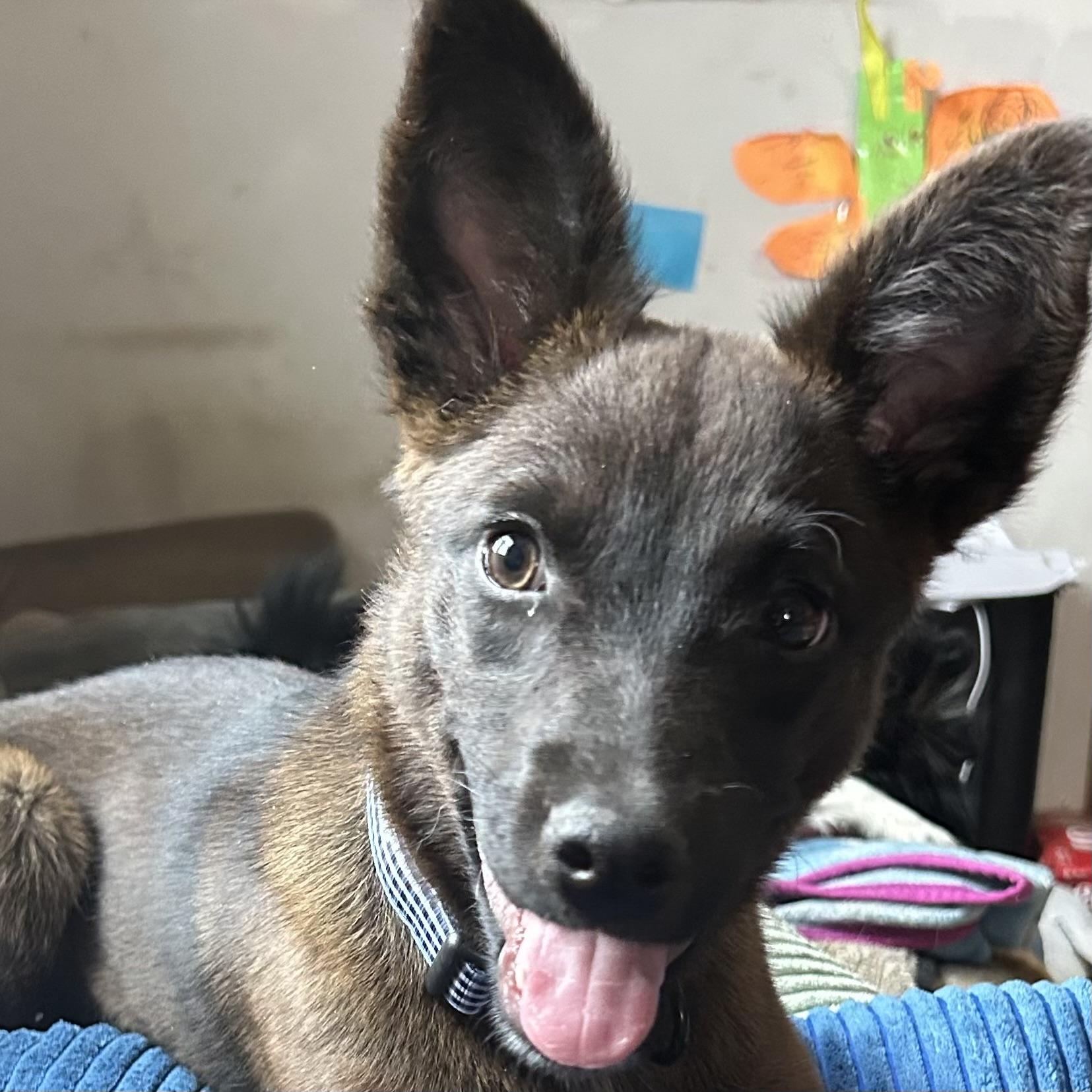 Enlarge Millie, a ADOPTABLE mixed breed in Libertyville, IL image 2/6