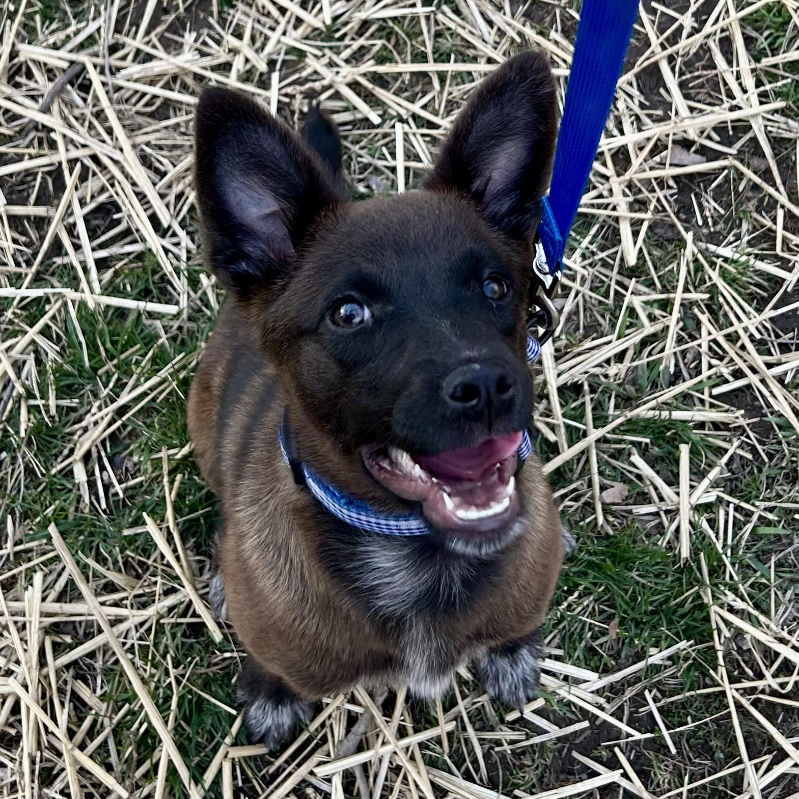 Enlarge Millie, a ADOPTABLE mixed breed in Libertyville, IL image 3/6