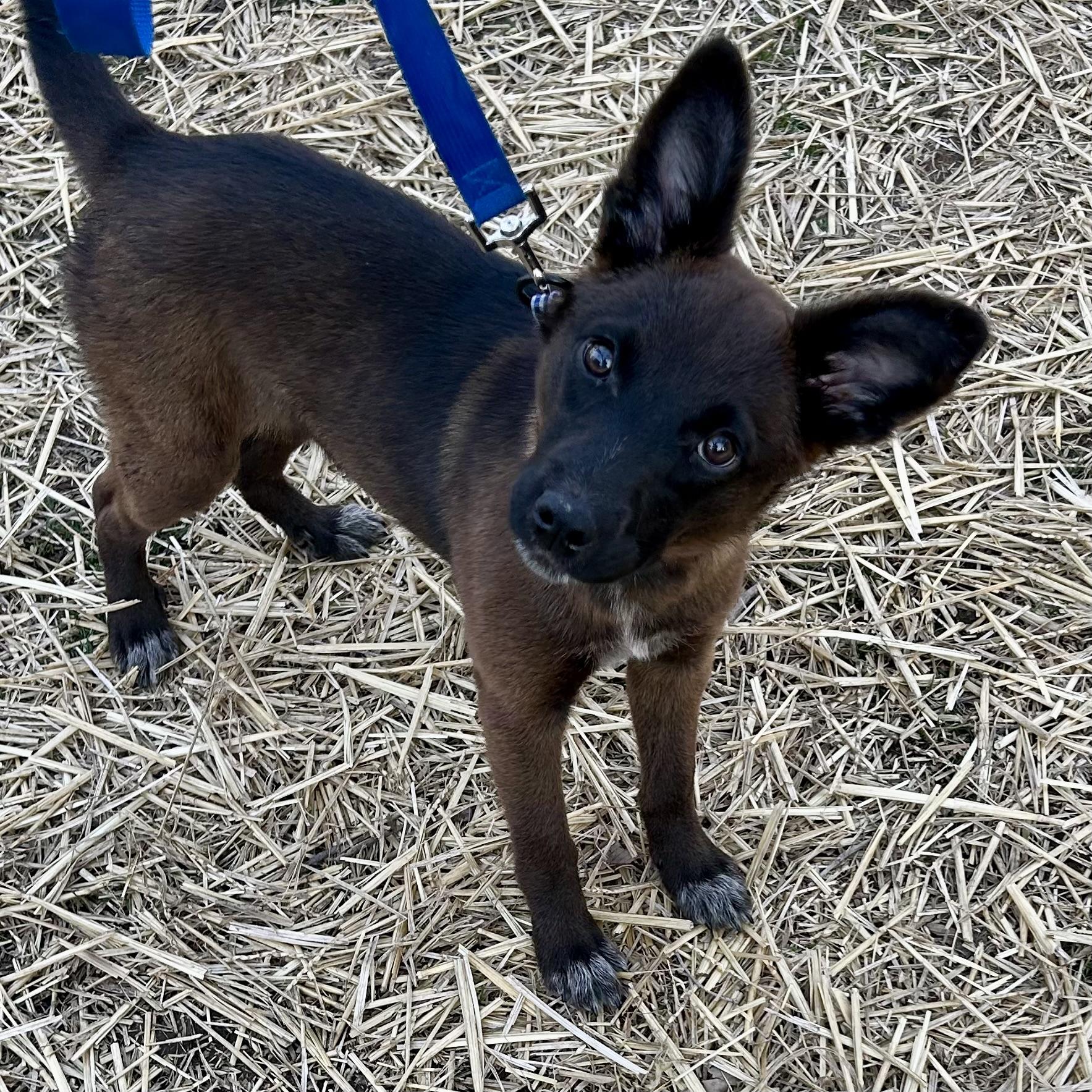 Enlarge Millie, a ADOPTABLE mixed breed in Libertyville, IL image 5/6