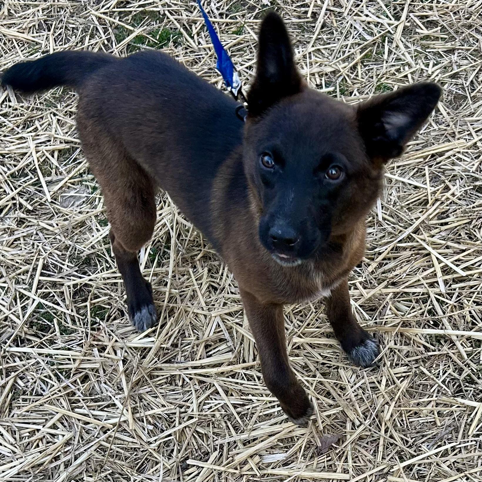 Enlarge Millie, a ADOPTABLE mixed breed in Libertyville, IL image 6/6