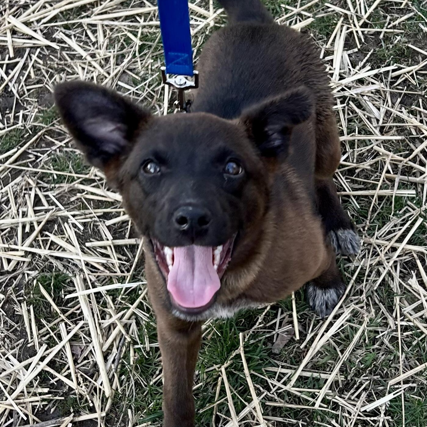 Millie, ADOPTABLE, Puppy Female Shepherd.