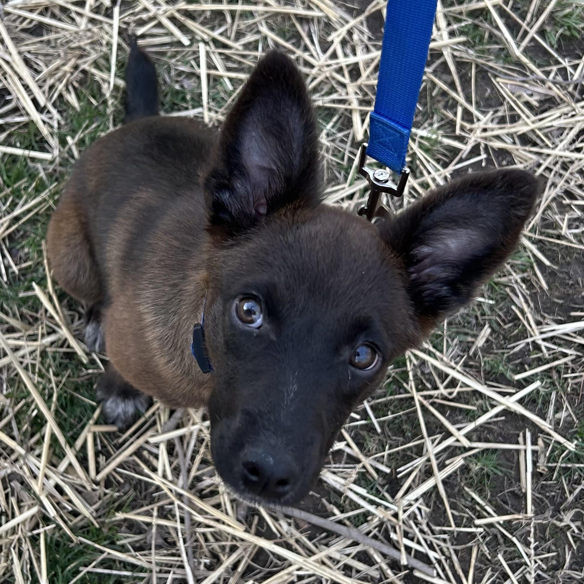 Enlarge Millie, a ADOPTABLE mixed breed in Libertyville, IL image 4/6