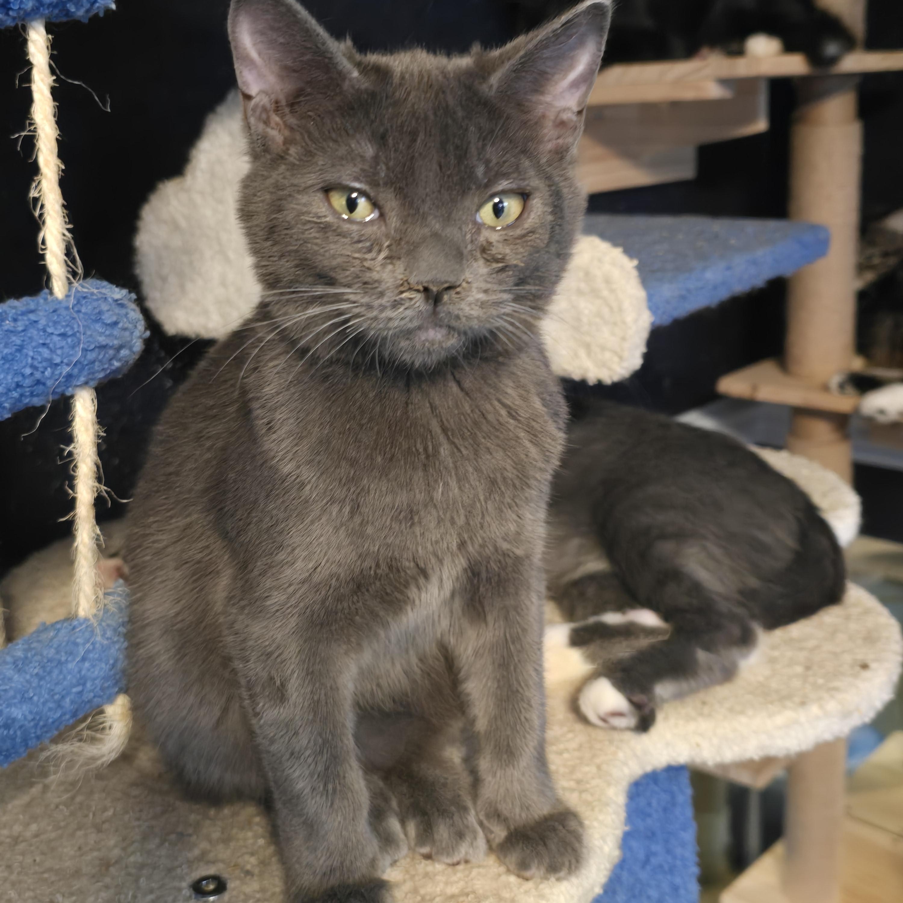 Ghost, adoptable, Kitten Male Domestic Short Hair.