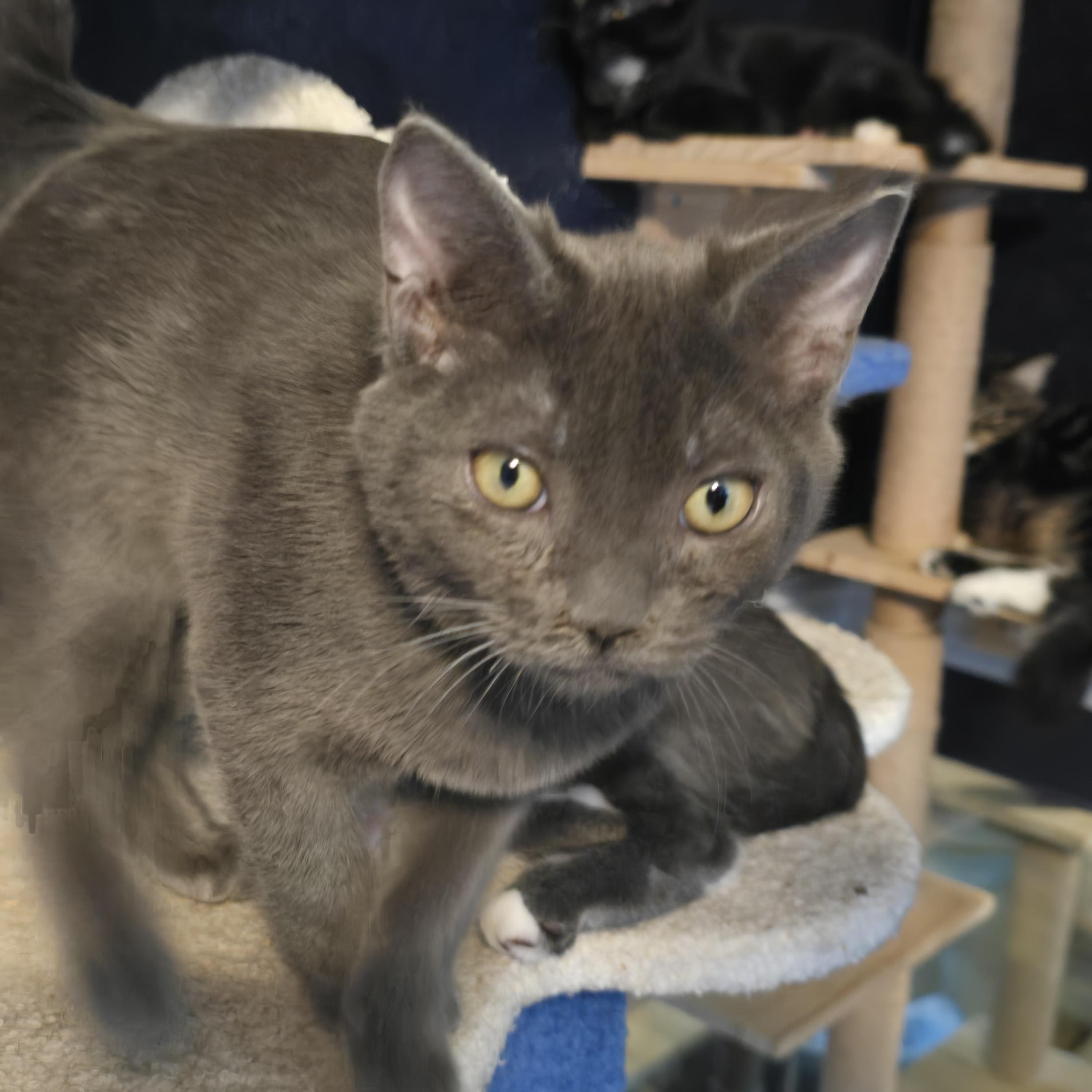 Enlarge Ghost, an adoptable Domestic Short Hair in Lacey, WA image 4/4
