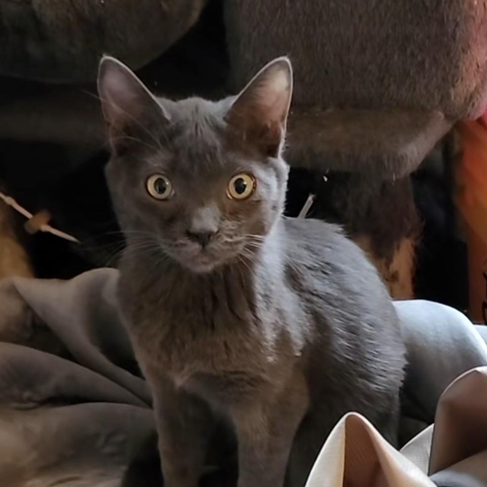 Ghost, adoptable, Kitten Male Domestic Short Hair.