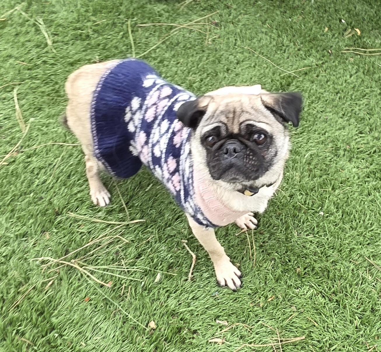 Asia, ADOPTABLE, Young Female Pug.