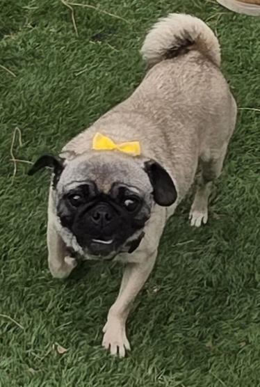 Asia, a ADOPTABLE Pug in Fallbrook, CA image 3/6