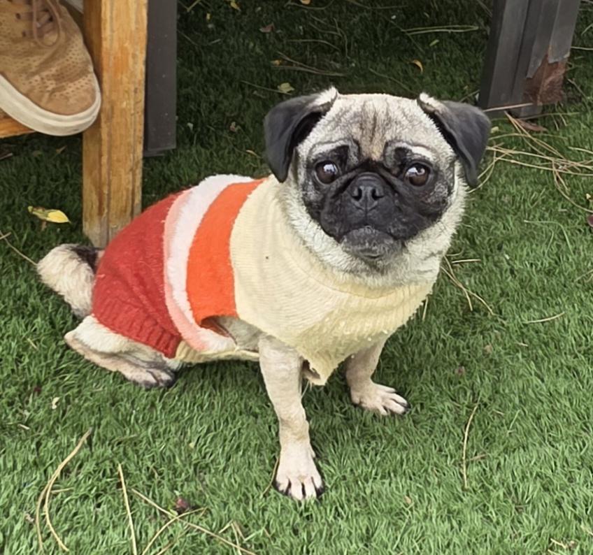 Asia, a ADOPTABLE Pug in Fallbrook, CA image 2/6