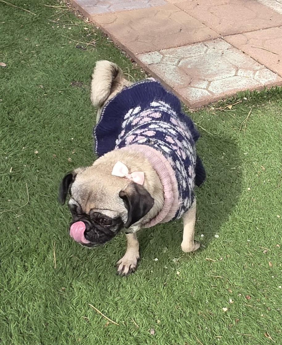 Asia, a ADOPTABLE Pug in Fallbrook, CA image 5/6