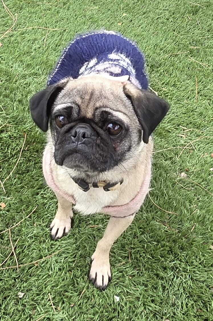 Asia, a ADOPTABLE Pug in Fallbrook, CA image 4/6
