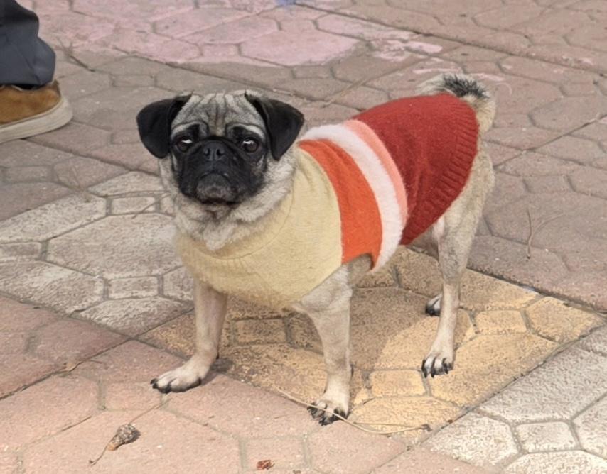 Asia, a ADOPTABLE Pug in Fallbrook, CA image 6/6