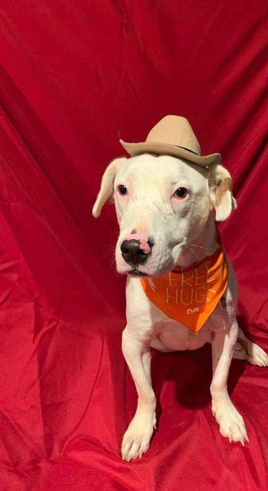 Gilley, an adoptable Dalmatian, Australian Cattle Dog / Blue Heeler in Bloomington, MN, 55431 | Photo Image 1