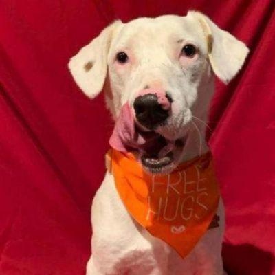 Gilley, an adoptable Dalmatian, Australian Cattle Dog / Blue Heeler in Bloomington, MN, 55431 | Photo Image 2