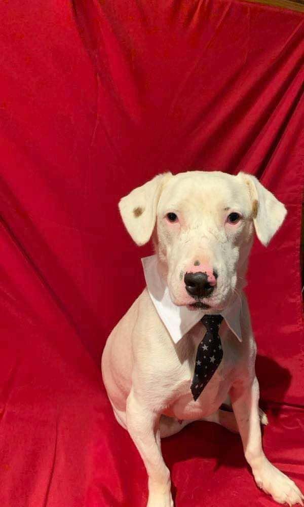 Gilley, an adoptable Dalmatian, Australian Cattle Dog / Blue Heeler in Bloomington, MN, 55431 | Photo Image 3