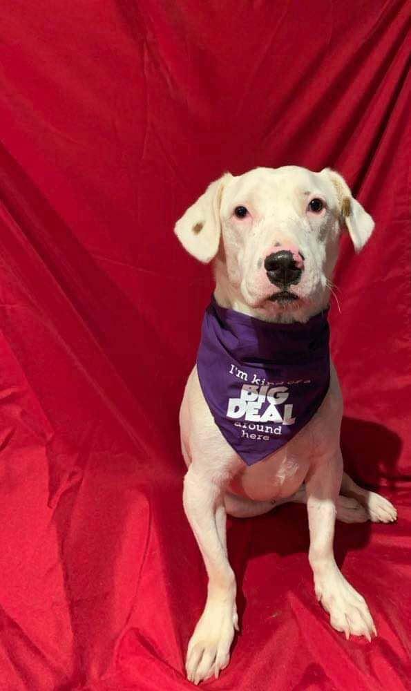 Gilley, an adoptable Dalmatian, Australian Cattle Dog / Blue Heeler in Bloomington, MN, 55431 | Photo Image 4