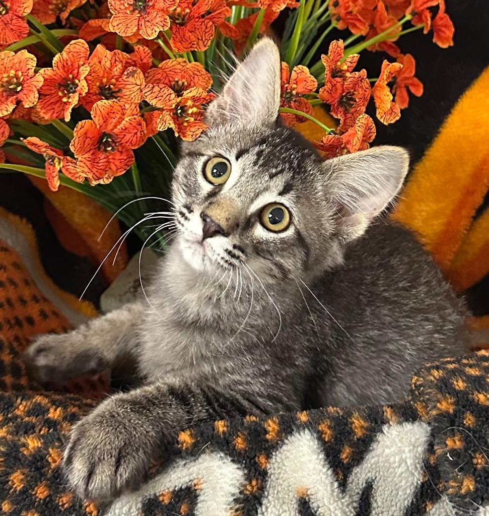 Enlarge 2/6/26 - Mercury, a Adopted mixed breed in Stillwater, OK image 1/1