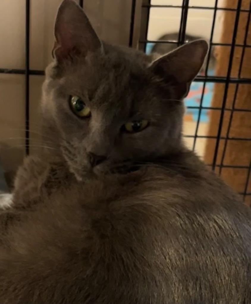 BILLIE, Adoptable, Adult Female Domestic Short Hair.