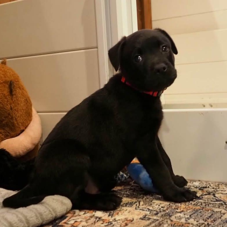 Jimmy Stewart, Adoptable, Puppy Male Mixed Breed.