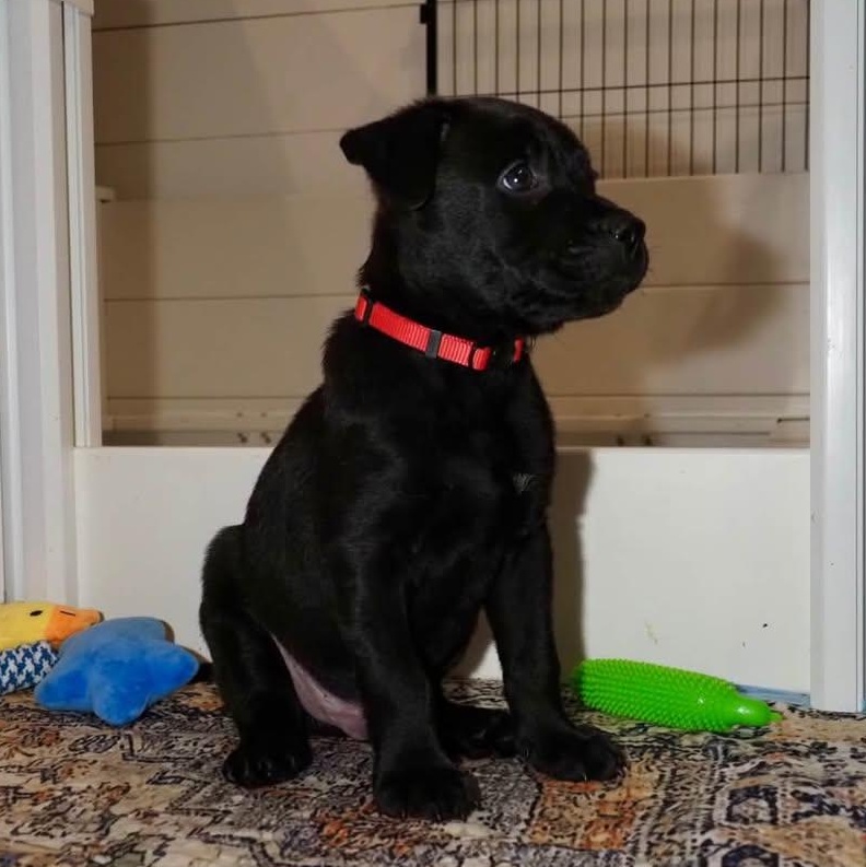 Enlarge Jimmy Stewart, a Adoptable Mixed Breed in Memphis, TN image 2/3