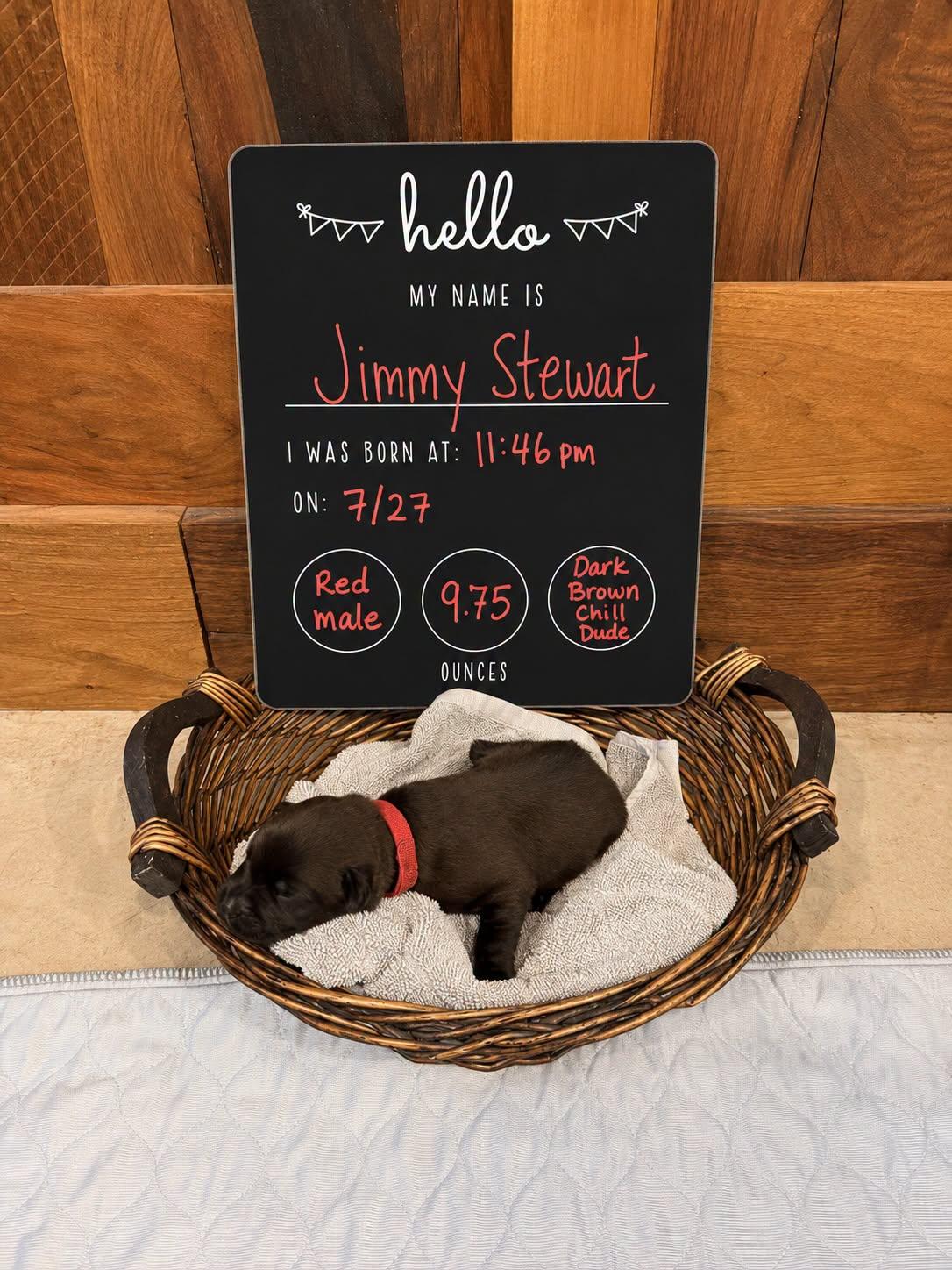 Jimmy Stewart, Adoptable, Puppy Male Mixed Breed.