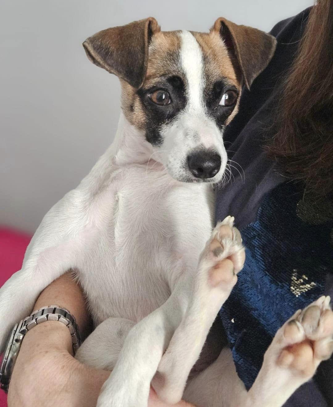 Dog for adoption Kiki, a Chihuahua Mix in Howe, IN Petfinder