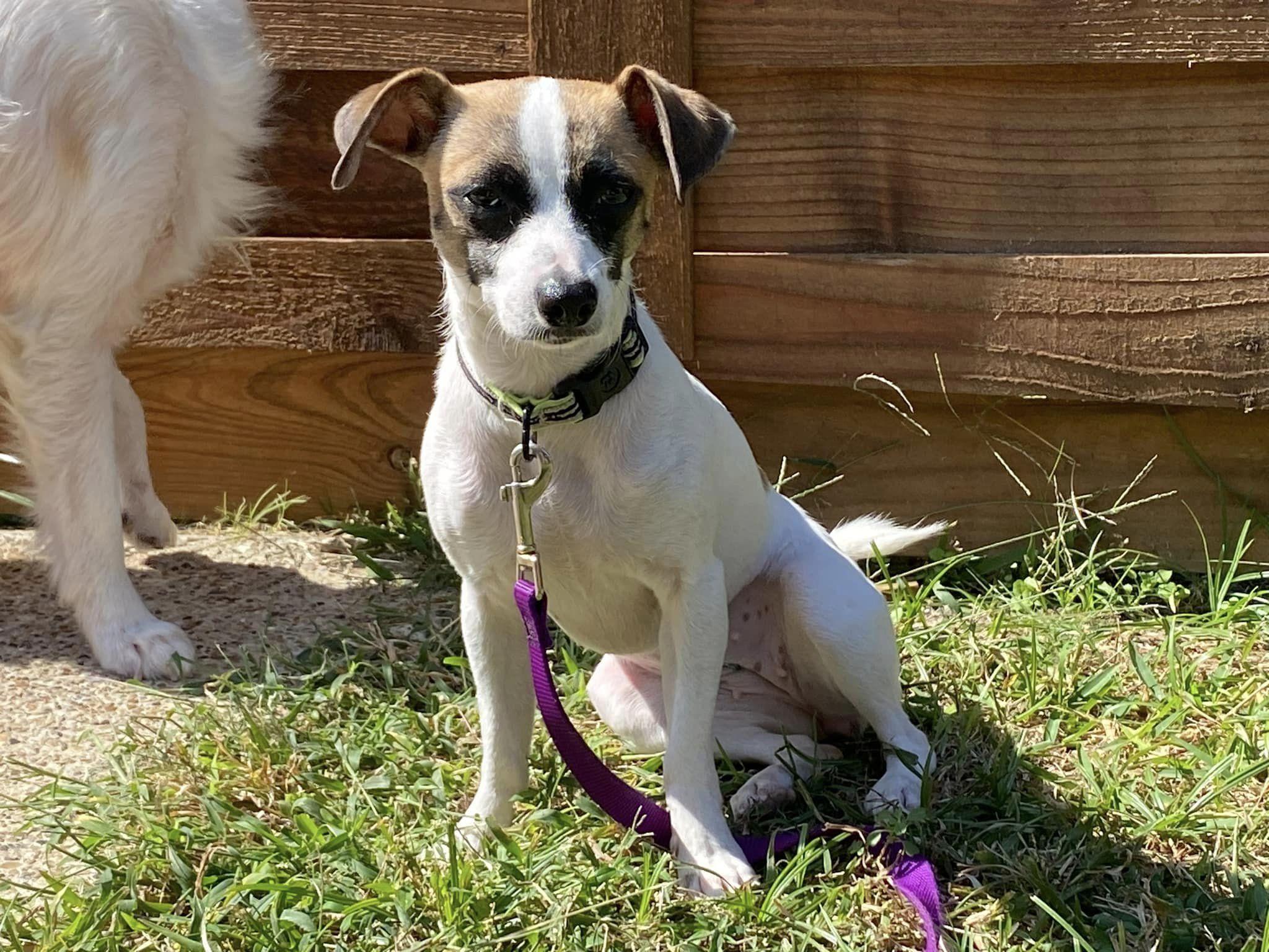 Dog for adoption Kiki, a Chihuahua Mix in Howe, IN Petfinder