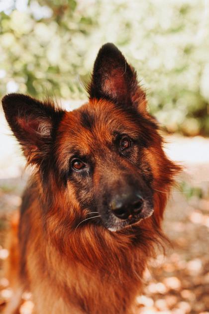 Enlarge 91298A Abbot, a Adoptable mixed breed in North Charleston, SC image 2/3