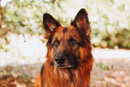 Enlarge 91298A Abbot, a Adoptable mixed breed in North Charleston, SC image 3/3