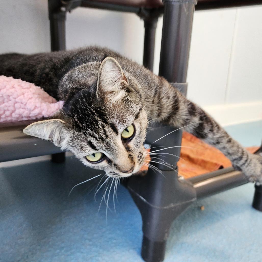 Java, Adoptable, Adult Female Domestic Short Hair.