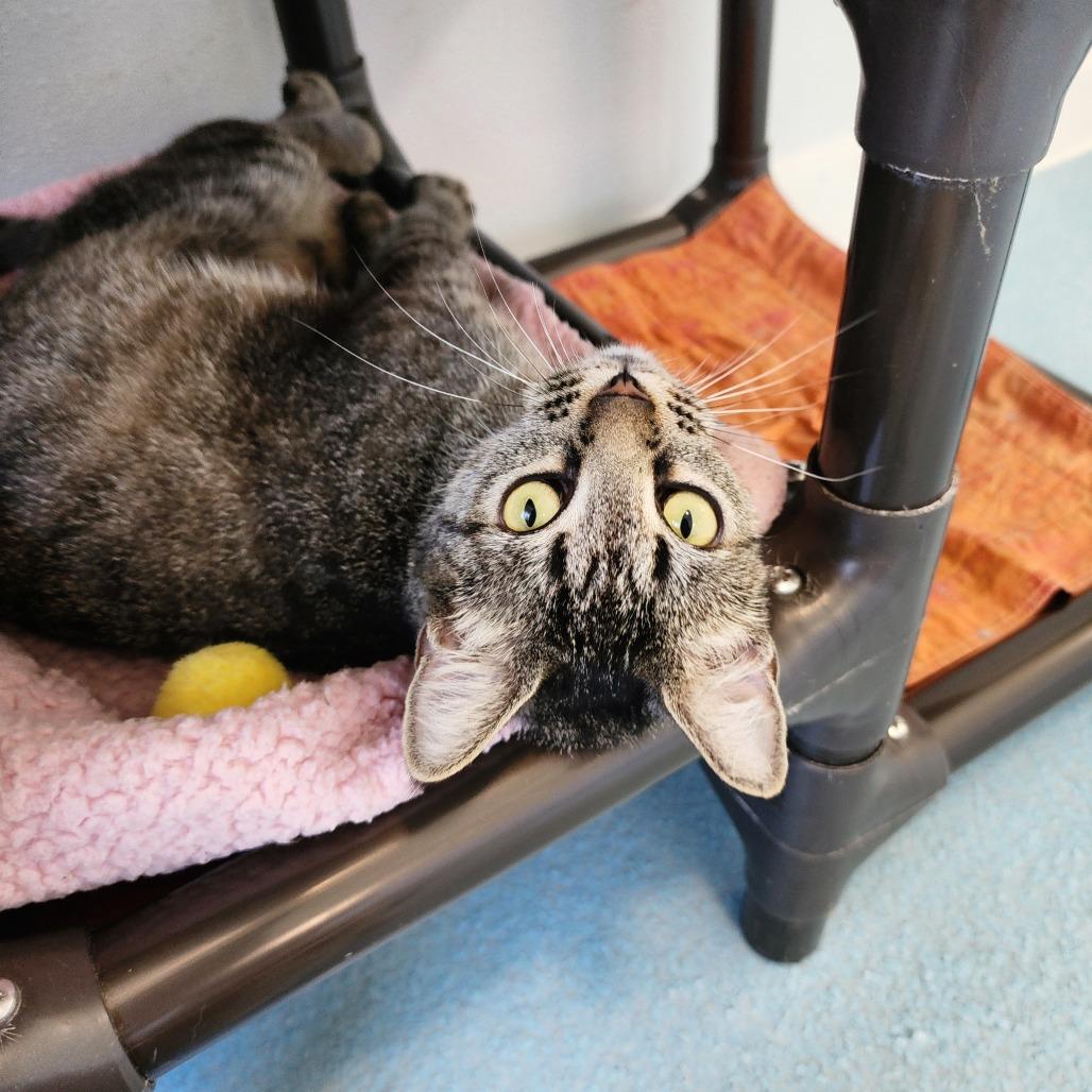 Enlarge Java, a Adoptable Domestic Short Hair in Columbus, NC image 2/4