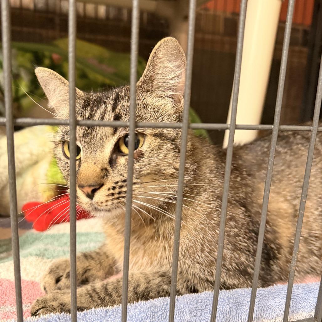 Enlarge Java, a Adoptable Domestic Short Hair in Columbus, NC image 4/4