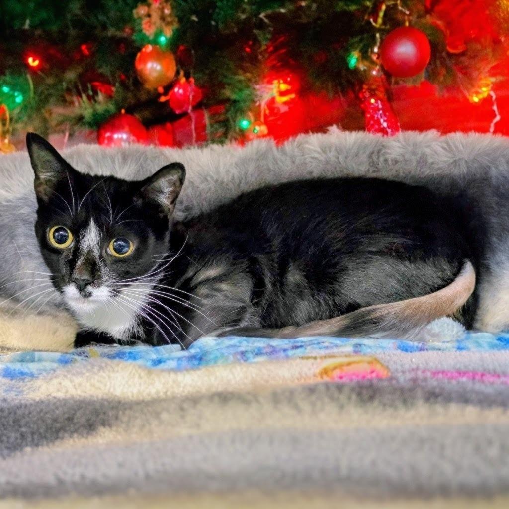 Munchkin, Adoptable, Adult Female Domestic Short Hair.