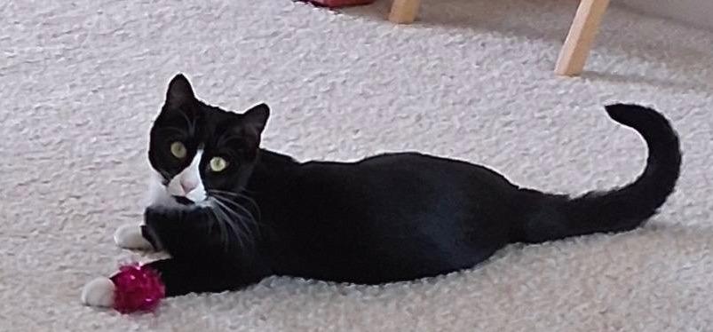 Emma, Adoptable, Adult Female Domestic Short Hair.