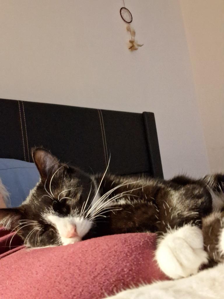 Emma, Adoptable, Young Female Domestic Short Hair.