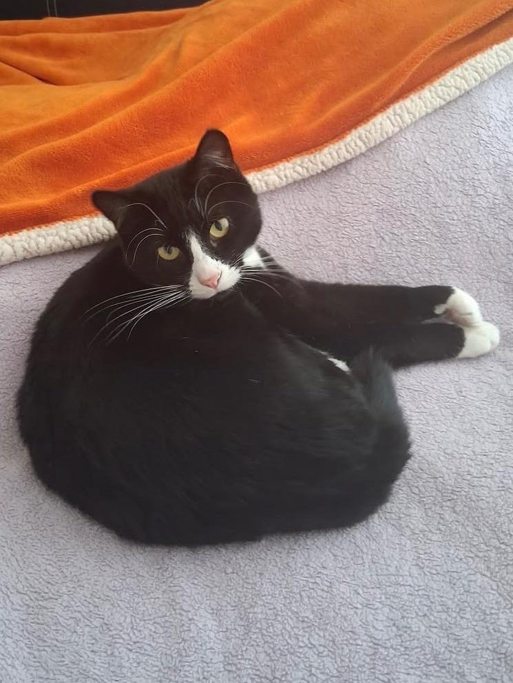 Enlarge Emma, a Adoptable mixed breed in Libertyville, IL image 5/6