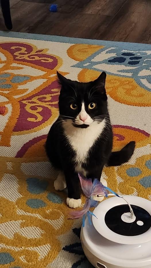 Enlarge Emma, a Adoptable mixed breed in Libertyville, IL image 6/6