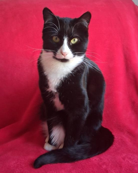 Enlarge Emma, a Adoptable mixed breed in Libertyville, IL image 6/6