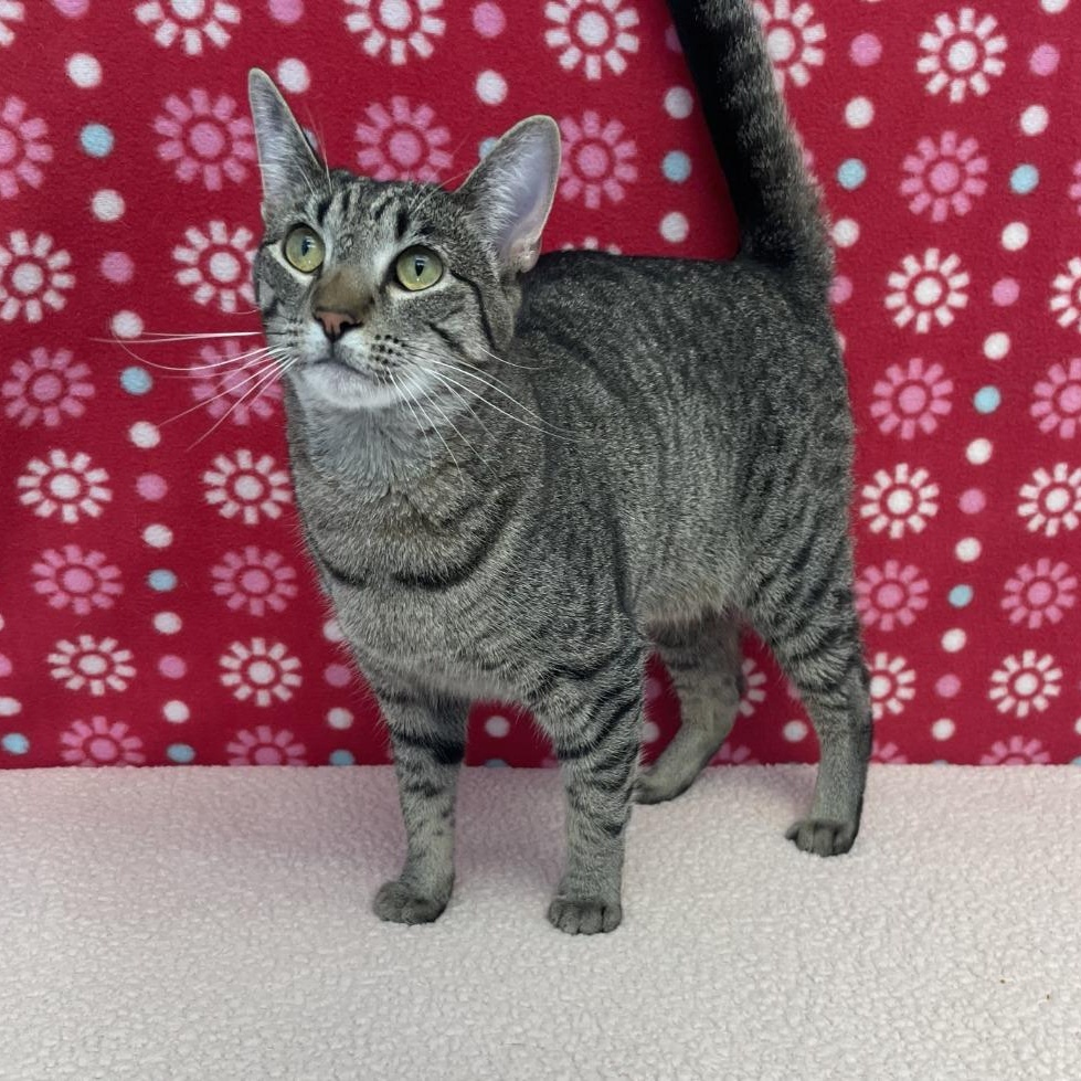 McDouble, ADOPTABLE, Young Female Domestic Short Hair.