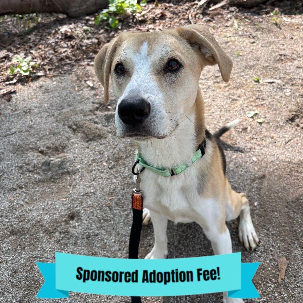 Enlarge Snoopy, a Adoptable mixed breed in Novelty, OH image 1/6