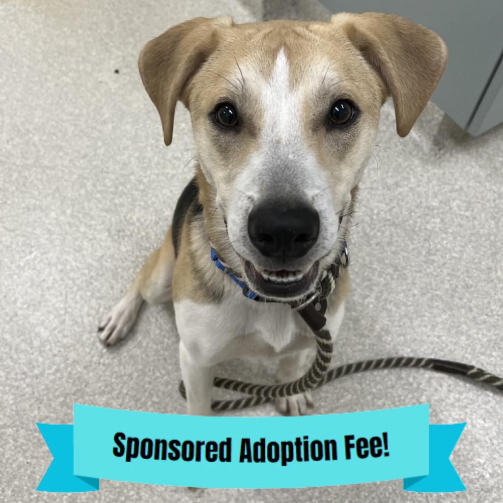 Snoopy, Adoptable, Young Male Hound.