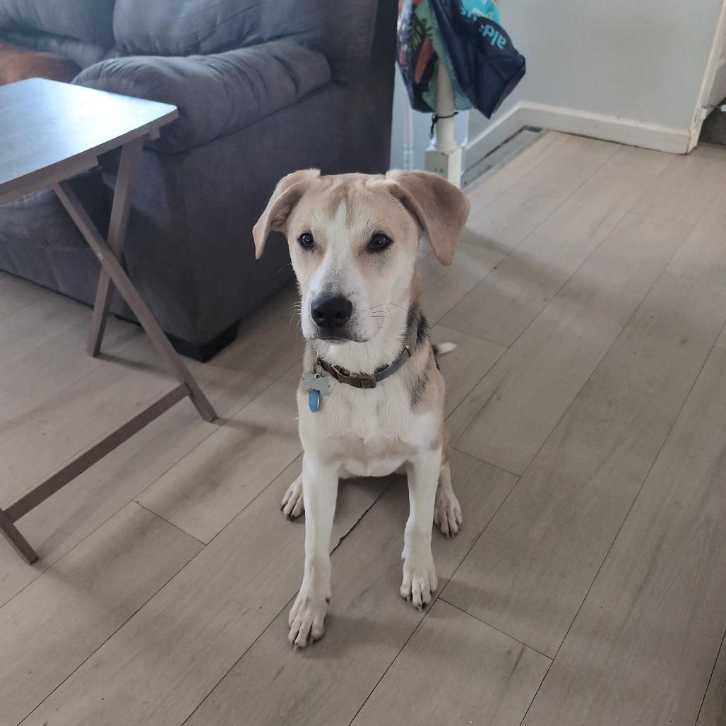 Enlarge Snoopy, a Adoptable mixed breed in Novelty, OH image 2/3