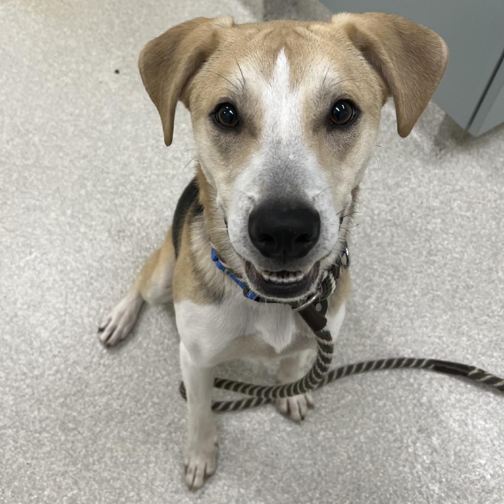 Enlarge Snoopy, a Adoptable mixed breed in Novelty, OH image 2/6