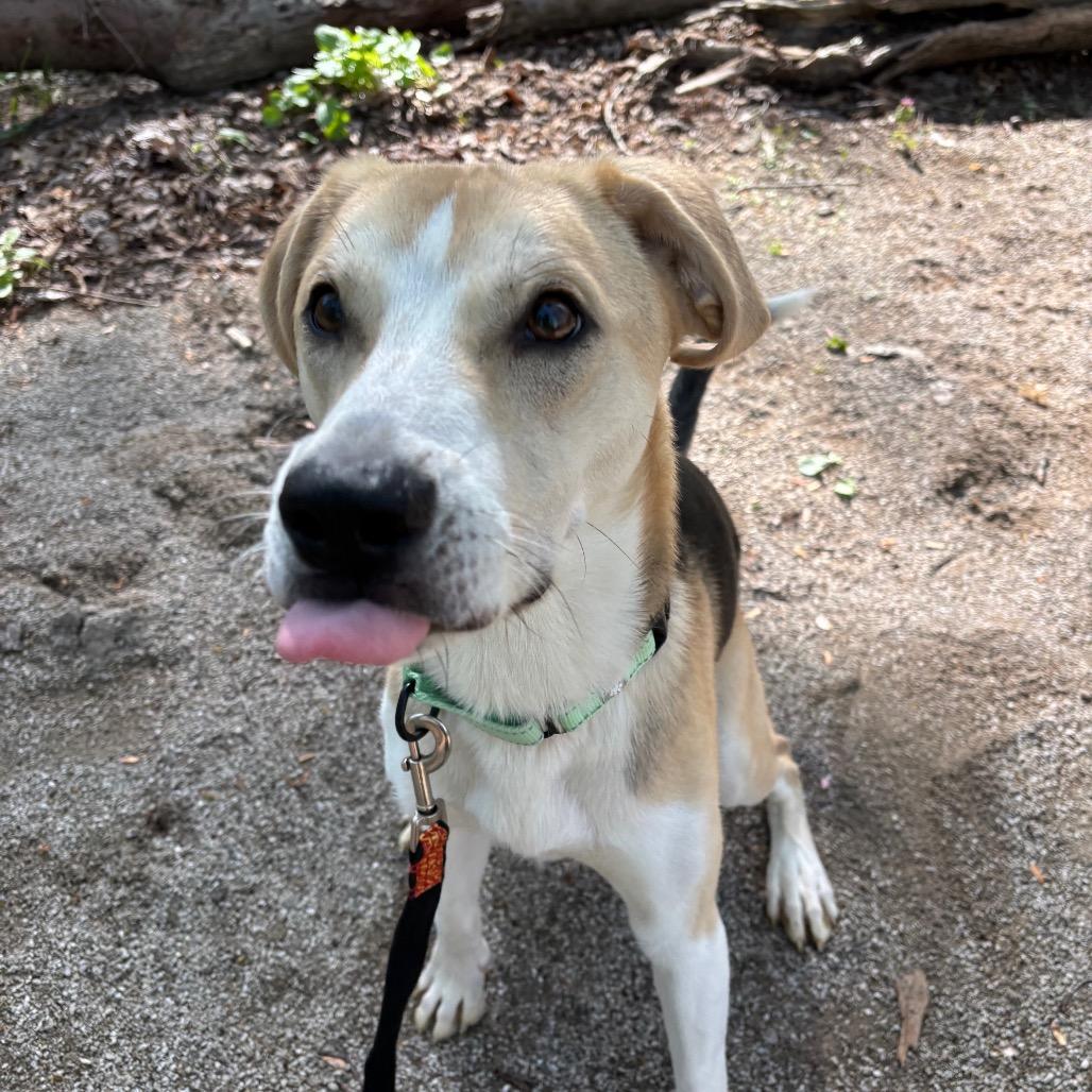 Enlarge Snoopy, a Adoptable mixed breed in Novelty, OH image 3/6