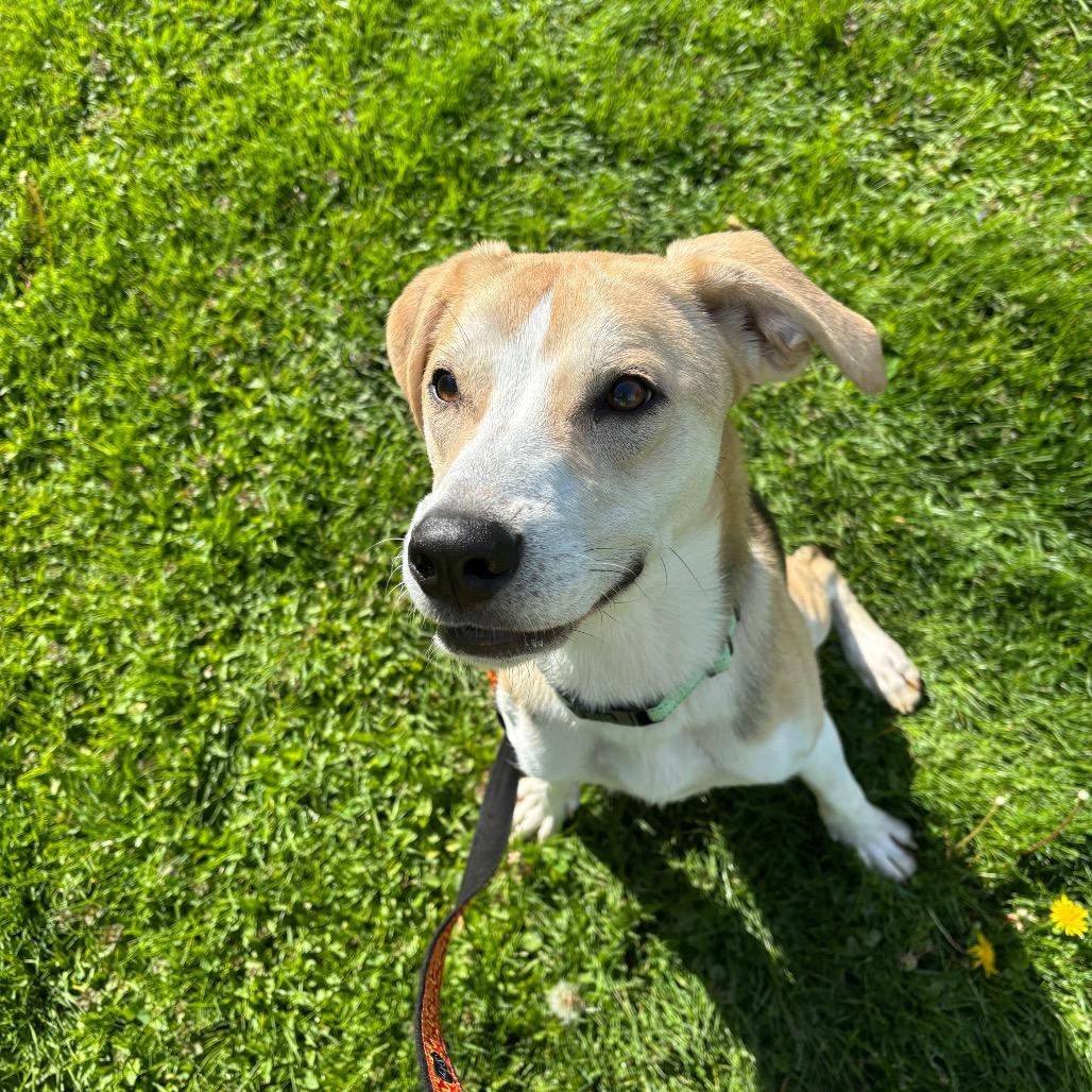 Enlarge Snoopy, a Adoptable mixed breed in Novelty, OH image 5/6