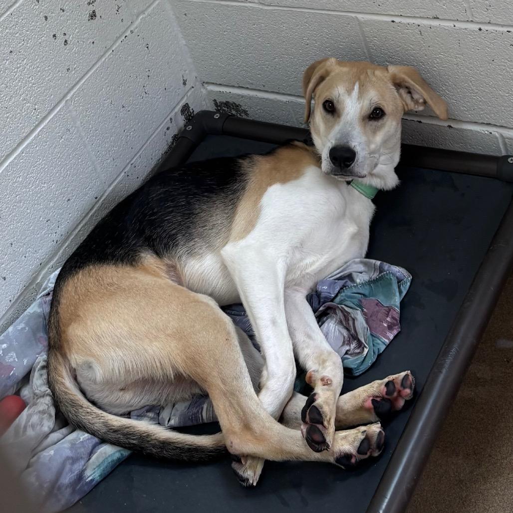 Enlarge Snoopy, a Adoptable mixed breed in Novelty, OH image 6/6