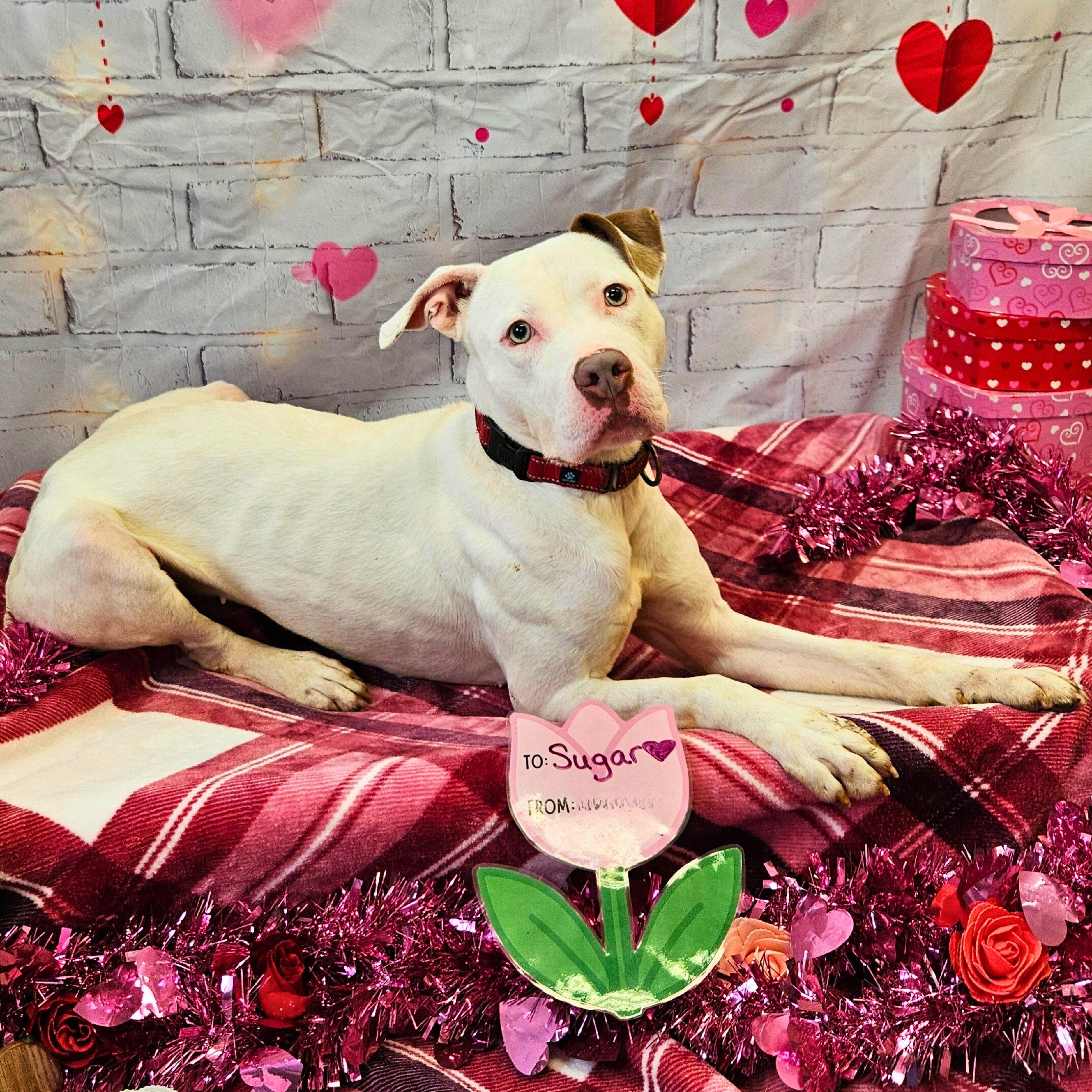 Enlarge Sugar, a Adoptable mixed breed in Waterloo, IA image 1/6