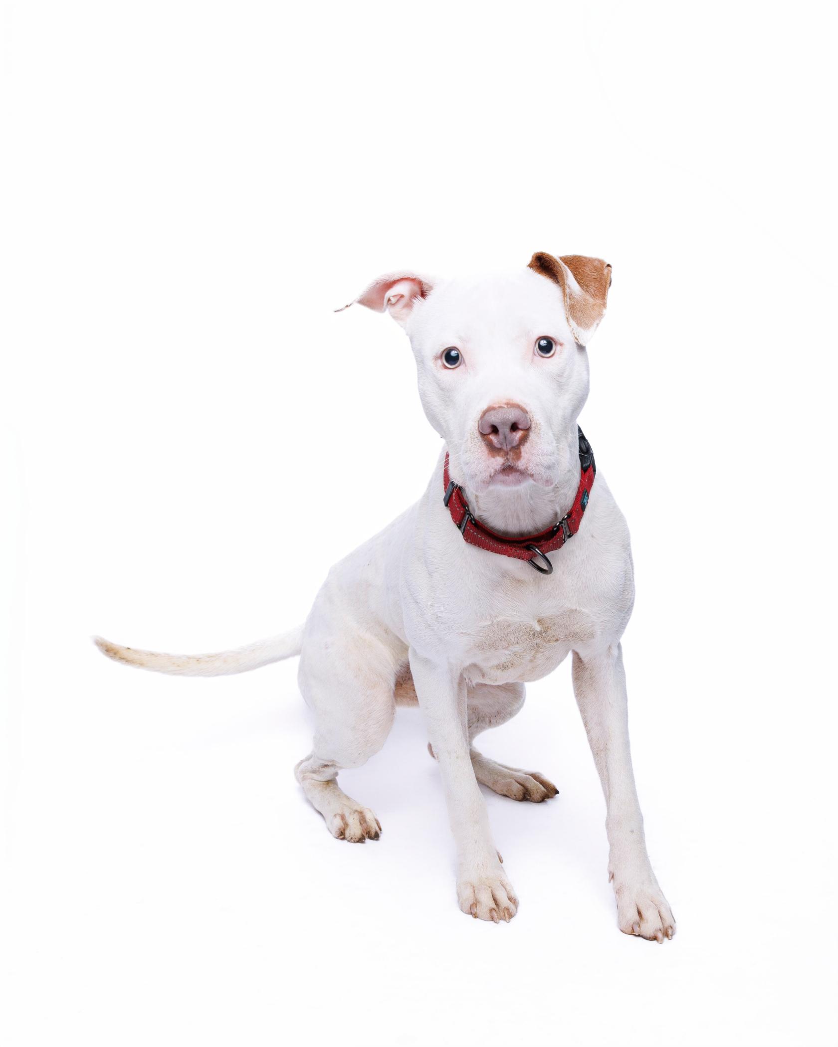 Sugar, a Adoptable mixed breed in Waterloo, IA image 1/6