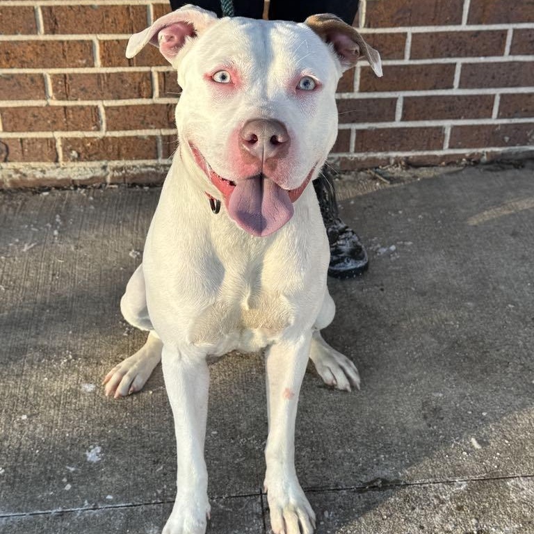 Sugar, Adoptable, Adult Female Pit Bull Terrier.