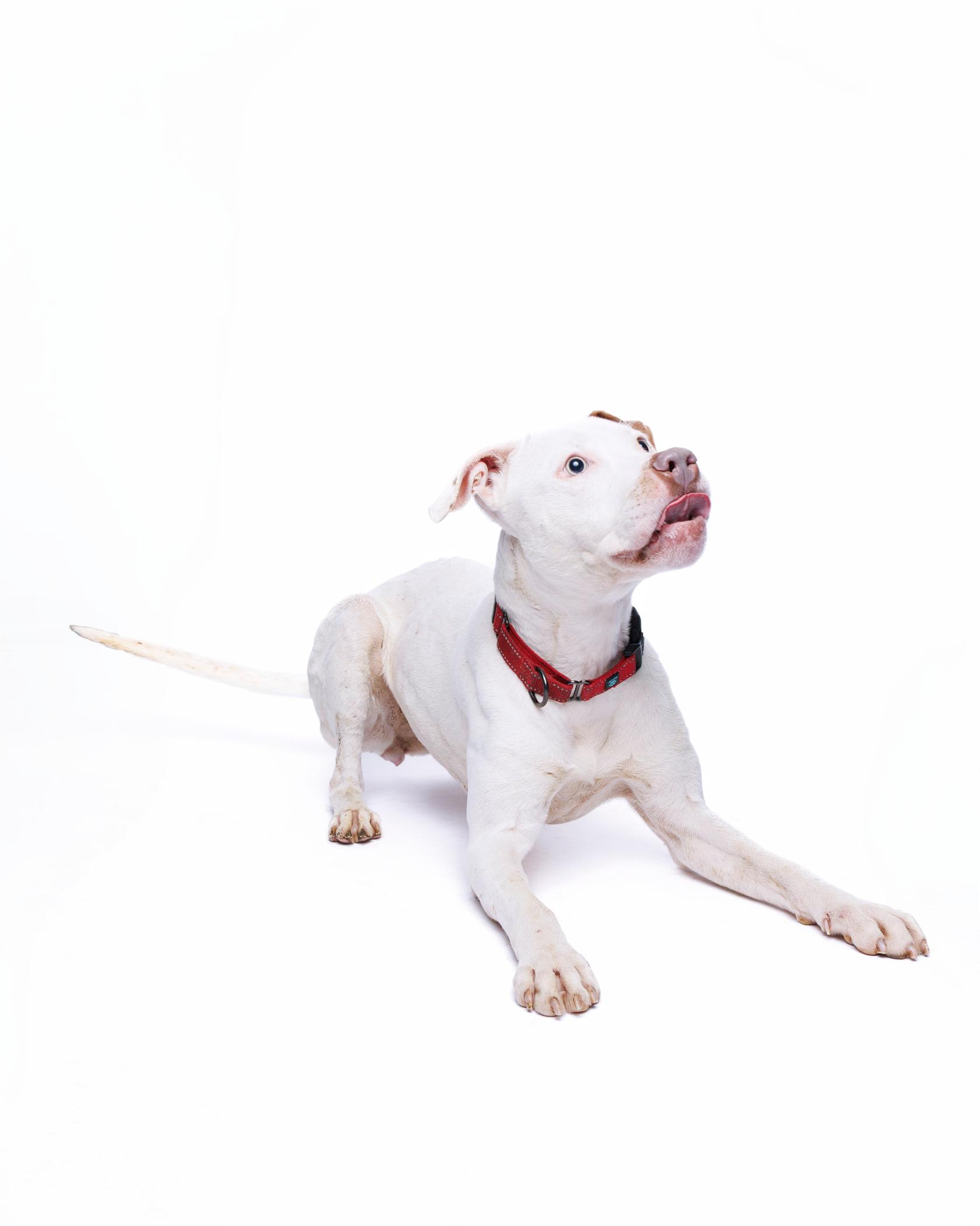 Sugar, a Adoptable mixed breed in Waterloo, IA image 4/6