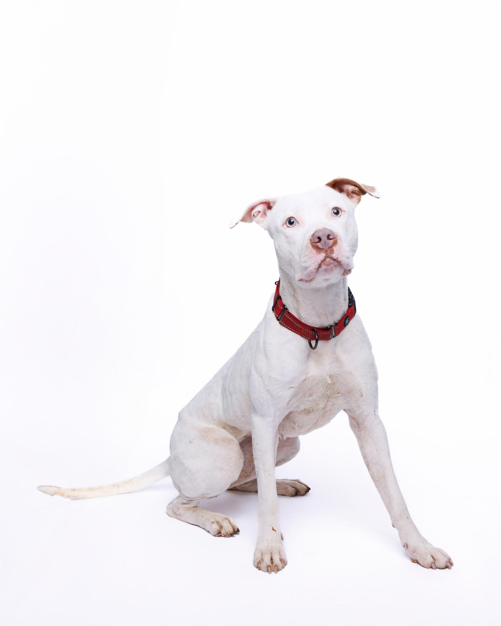 Sugar, an adoptable Pit Bull Terrier in Waterloo, IA, 50703 | Photo Image 5